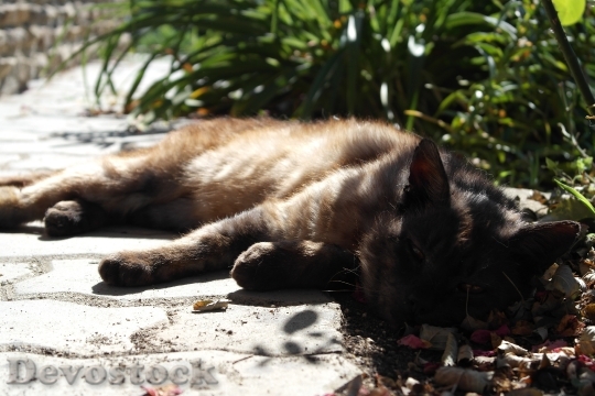 Devostock Pet Tomcat Rest Peace