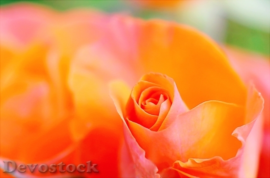 Devostock Petals Flower Colors 9545