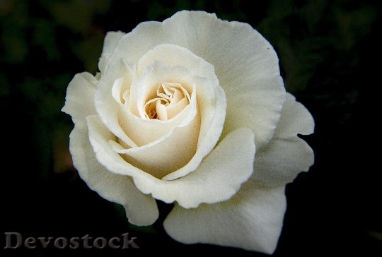 Devostock Petals Flower Rose 1616
