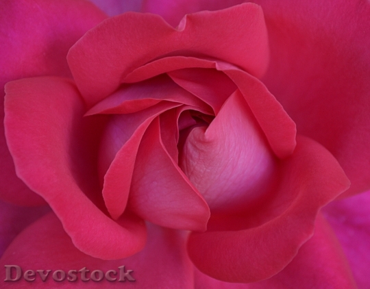 Devostock Petals Macro Rose 4553