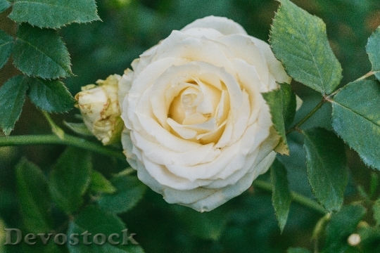 Devostock Petals Plant Blur 7529