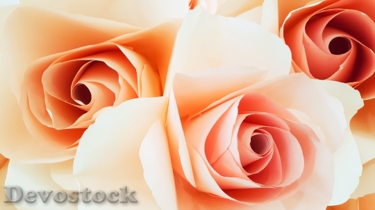 Devostock Petals Roses Bloom 4548