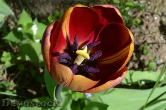 Devostock Petals Tulip Flowers Spring