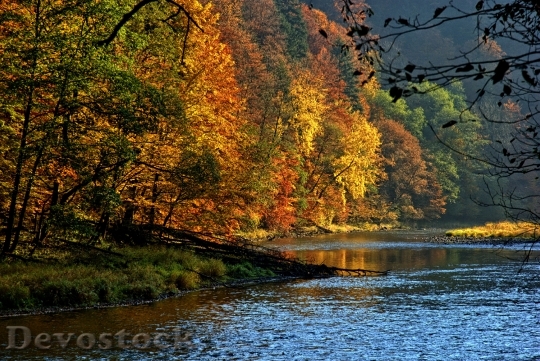 Devostock Pieniny Dunajec Autumn Leaves 0