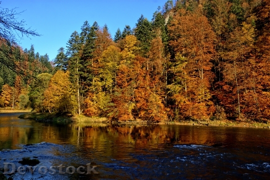 Devostock Pieniny Dunajec Autumn Leaves 2