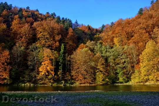 Devostock Pieniny Dunajec Autumn Leaves 3