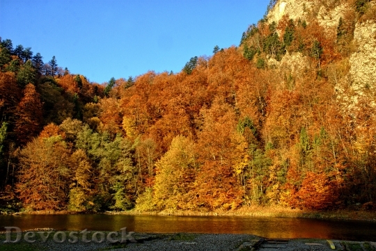 Devostock Pieniny Dunajec Autumn Leaves 4