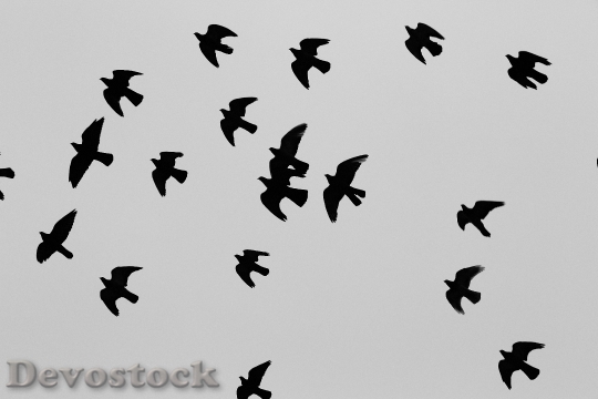 Devostock Pigeons Birds Flock Doves