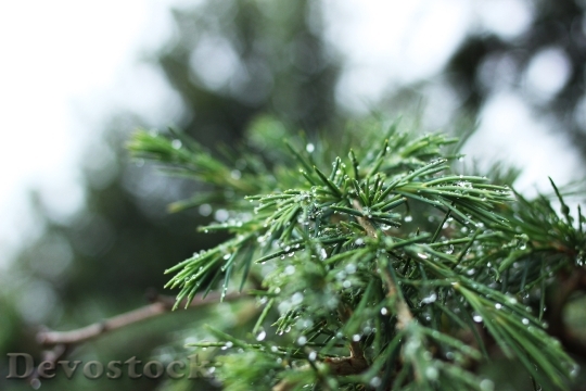 Devostock Pine Needles Droplets Water