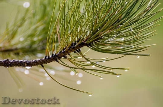 Devostock Pine Needles Water Drops