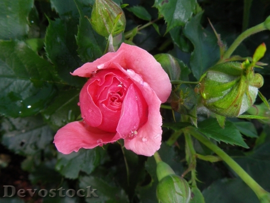 Devostock Pink Blossom Bloom Drop