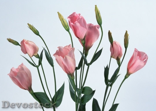 Devostock Pink Colored Tulip