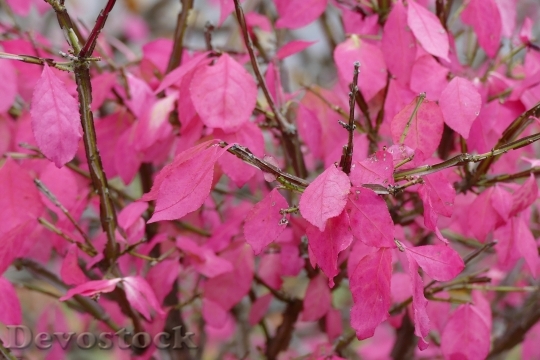 Devostock Pink Fall Leaves Autumn