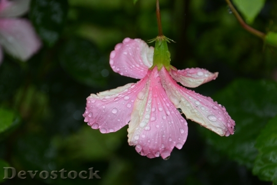 Devostock Pink Flower Drop Water