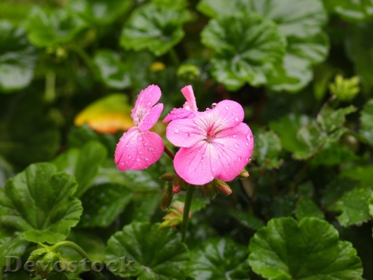 Devostock Pink Flowers Green Drop