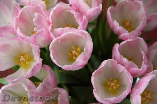 Devostock Pink Flowers Tulips Stamp