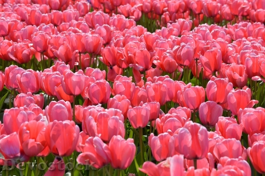 Devostock Pink Red Tulips Northwest