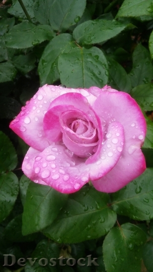 Devostock Pink Rose Water Drops