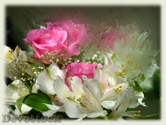 Devostock Pink Roses Alstroemeria 72688