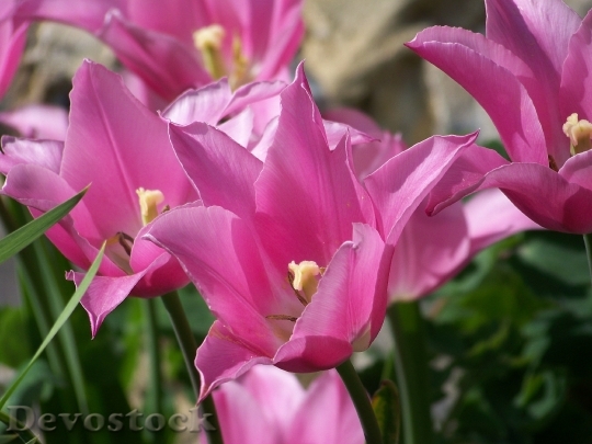 Devostock Pink Tulip Flower Spring