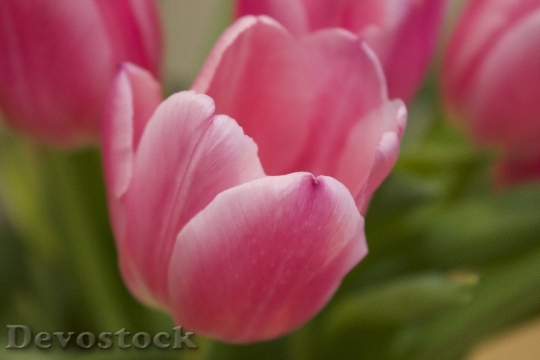 Devostock Pink Tulips Flower Tulip