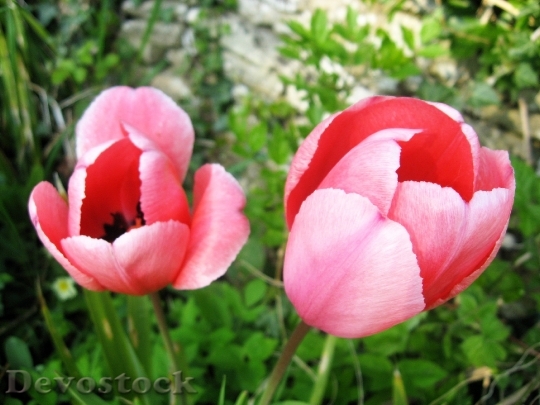 Devostock Pink Tulips Red Flowers