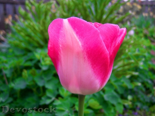 Devostock Pink Tulips Spring Flower