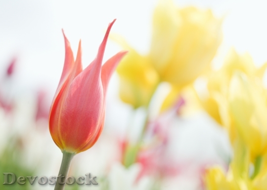 Devostock Pink Tulips With Instagram