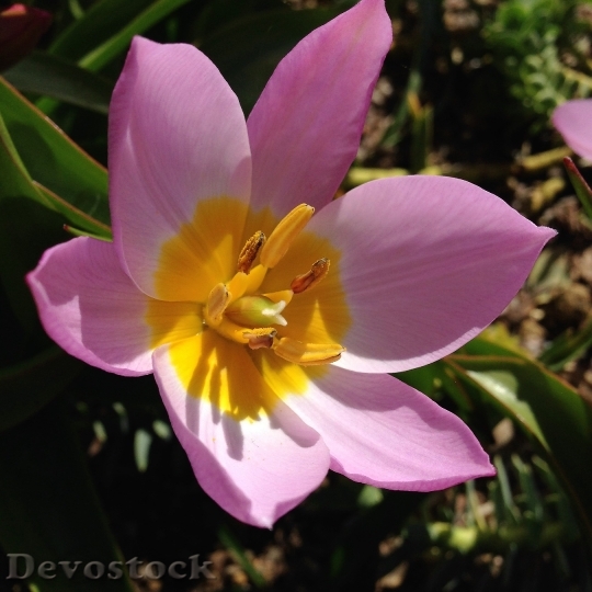 Devostock Pink Yellow Flower Tulip