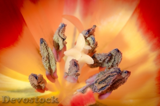 Devostock Pistil Pollen Tulip Macro