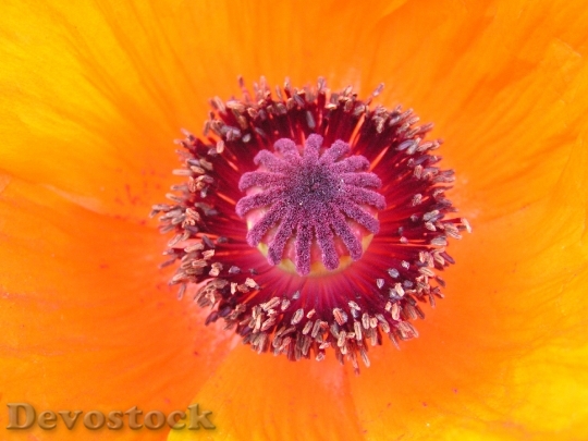 Devostock Pistil Tulip Pollen Flower