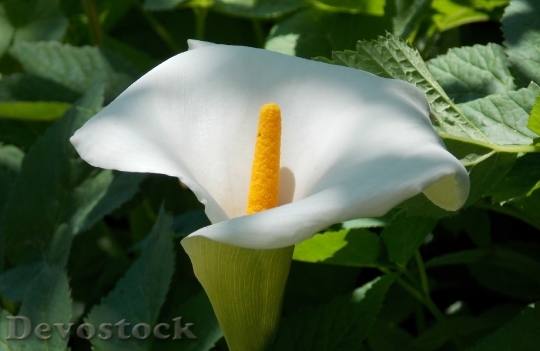 Devostock Plank Flower Peace Lily
