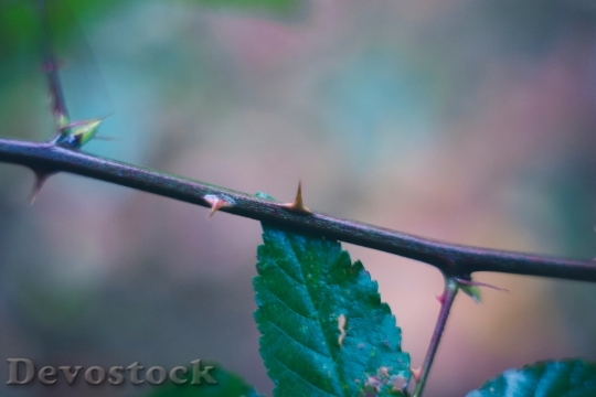 Devostock Plant Blur Leaves 2364