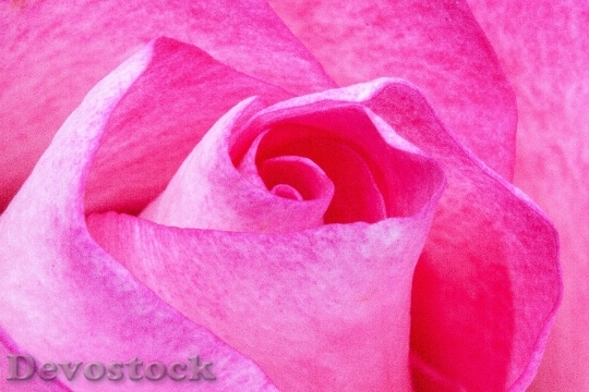 Devostock Plant Flower Pink 679