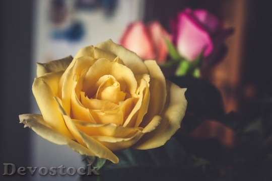Devostock Plant Flower Rose 10030