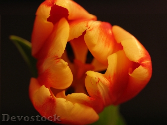 Devostock Plant Flower Tulip Nature 0