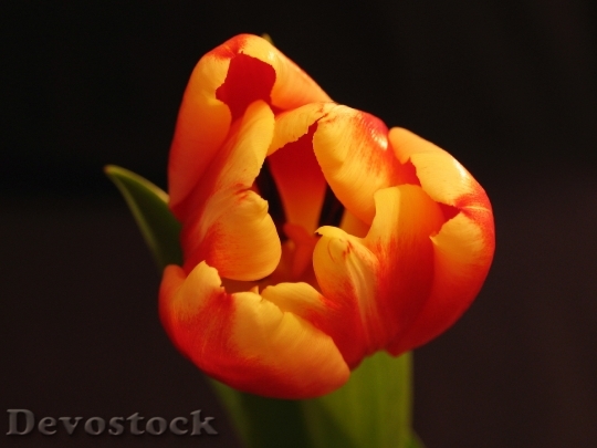 Devostock Plant Flower Tulip Nature 1