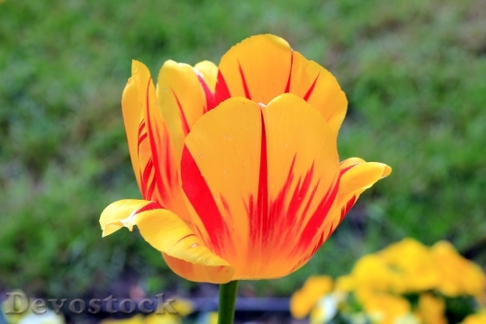 Devostock Plant Flower Tulip Yellow
