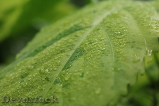 Devostock Plant Leaf Drop Water 0