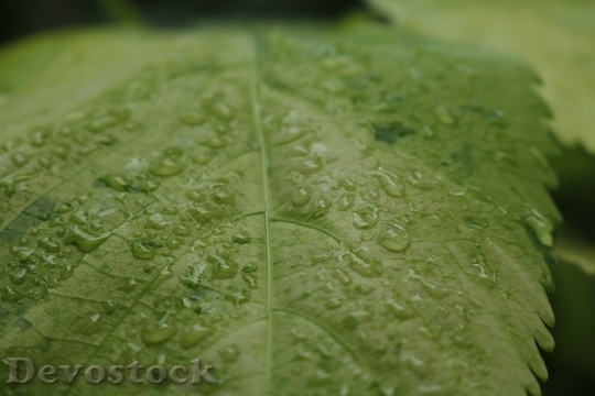 Devostock Plant Leaf Drop Water 1