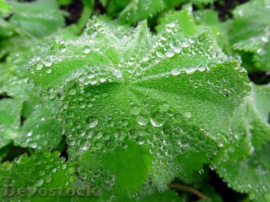 Devostock Plant Leaf Drop Water 2