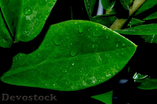 Devostock Plant Leaf Green Drop