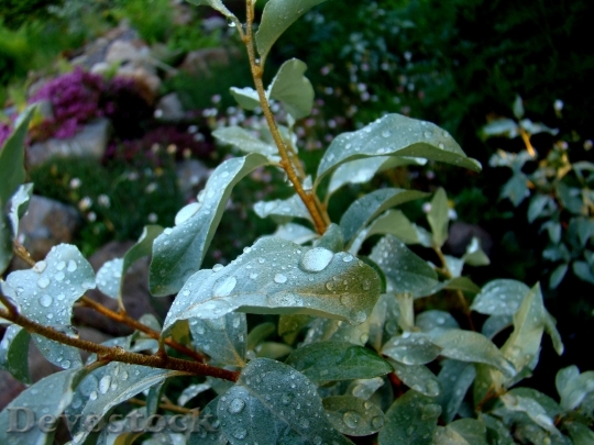 Devostock Plant Leaf Water Drops