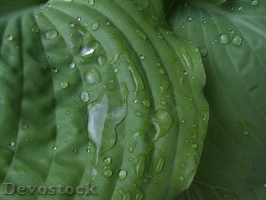 Devostock Plant Leaves Green Raindrop