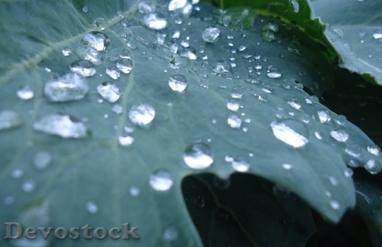 Devostock Plant Vegetables Drop Water
