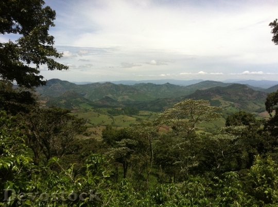 Devostock Plantation Coffee Nicaragua Jungle
