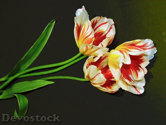 Devostock Plants Flowers Bouquet Tulips