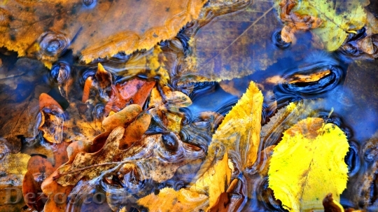 Devostock Plase Autumn Yellow Leaves