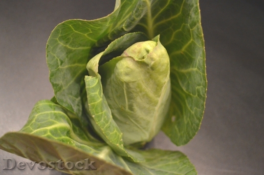 Devostock Pointed Cabbage Kohl Vegetables