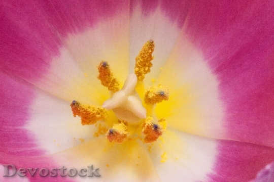 Devostock Pollen Pistil Tulip Stamens